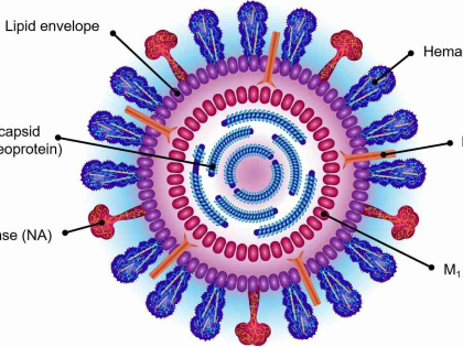 1-7-4-flu-virus-3-1