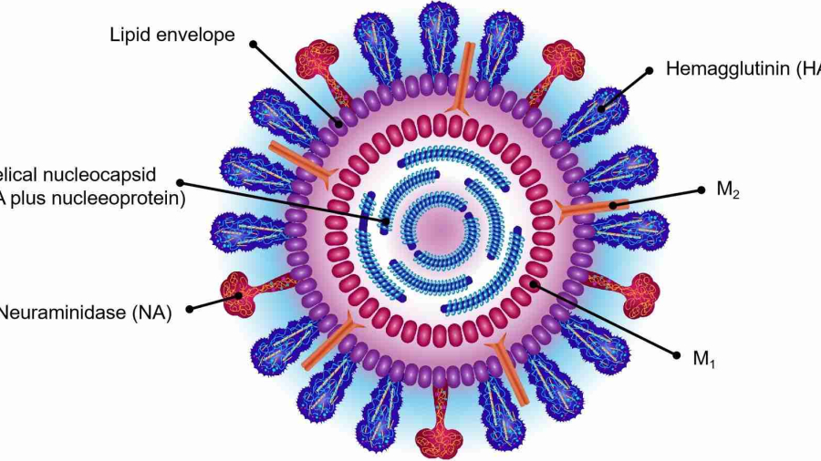 1-7-4-flu-virus-3-1